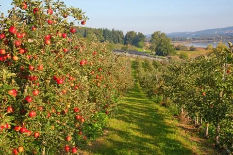 Apple garden Stock Photos