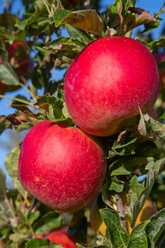 Apple garden Stock Photos
