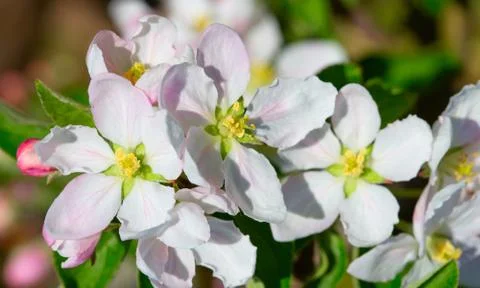Apple garden Stock Photos