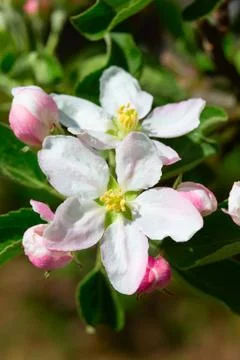 Apple garden Stock Photos