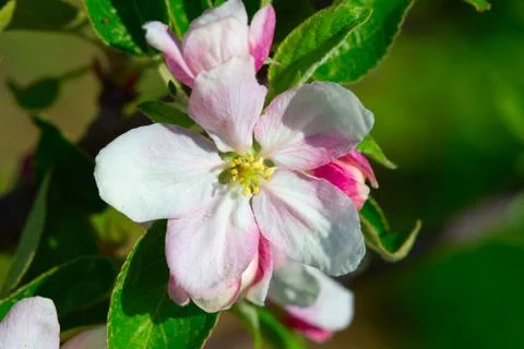 Apple garden Stock Photos