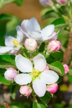 Apple garden Foto stock