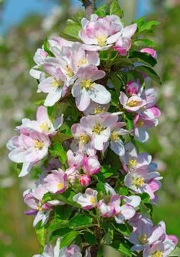 Apple garden Stock Photos