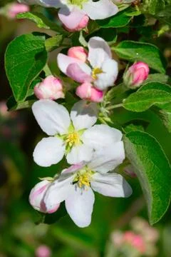 Apple garden Stock Photos