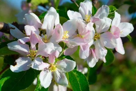 Apple garden Foto stock