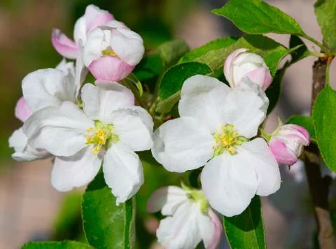 Apple garden Stock Photos