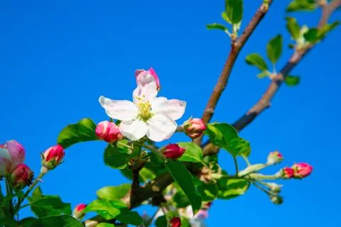 Apple garden Stock Photos