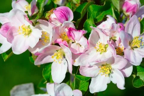Apple garden Stock Photos