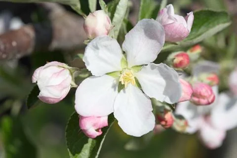 Apple garden Foto stock