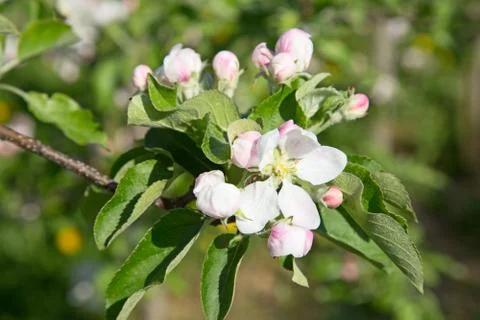 Apple garden Foto stock
