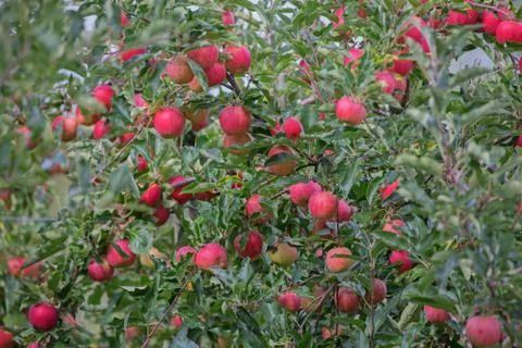 Apple garden Stock Photos