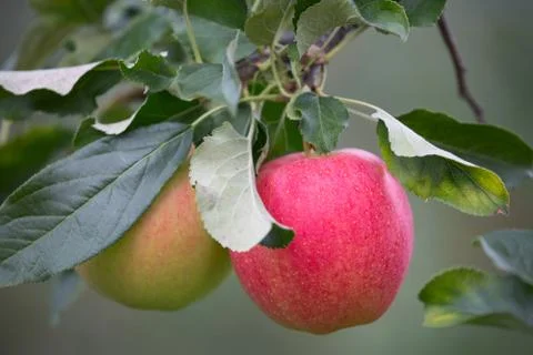 Apple garden Stock Photos