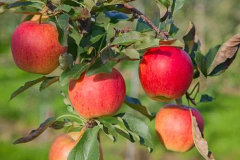 Apple garden Foto stock