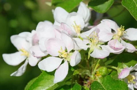Apple garden Foto stock