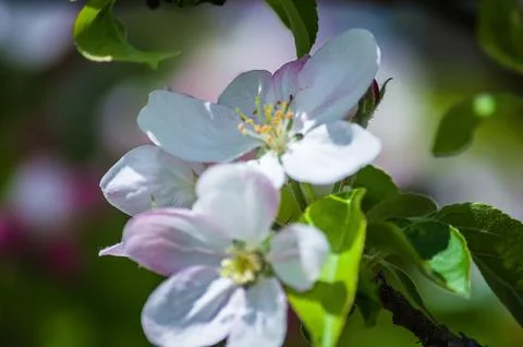 Apple garden Stock Photos