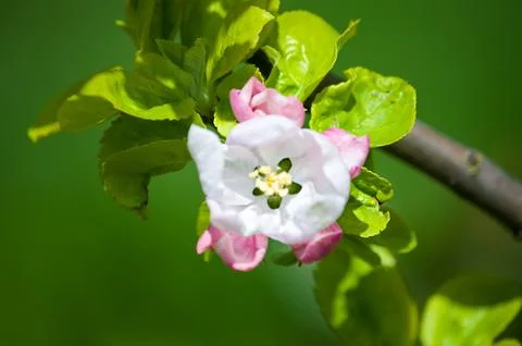 Apple garden Stock Photos
