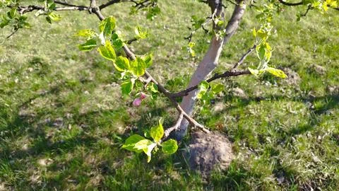 Apple garden Stock Photos