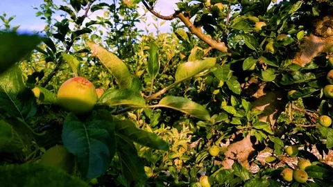 Apple garden-Spain Stock Footage 111084552