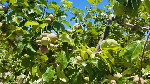 Apple garden from Spain Stock Footage 112831014
