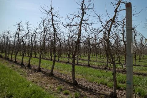 Apple garden in the spring. Stock Photos