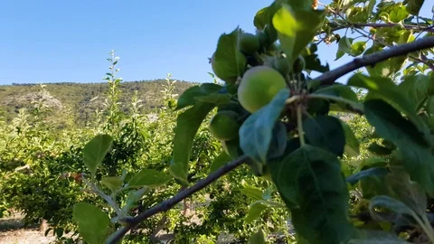 Apple garden with star king Stock Footage 112943317