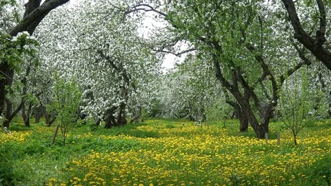 Apple garden tree Stock Footage 80996747