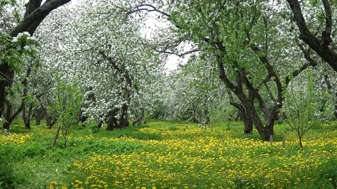 Apple garden tree Stock Footage 81013456