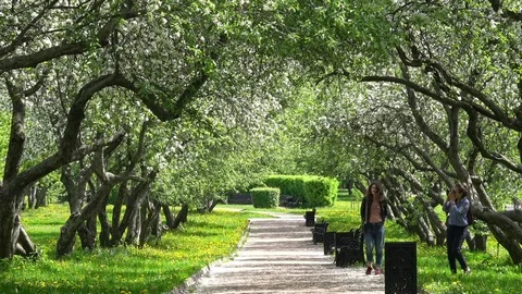 Apple garden tree Stock Footage 81013484