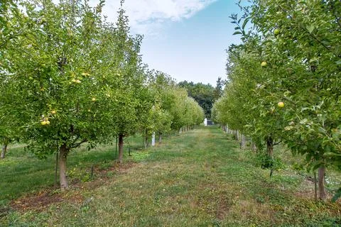 Apple garden with trees growing in rows surrounded by green grass. Stock Photos