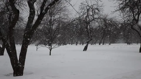 Apple Garden In Winter Stock Footage 150334569