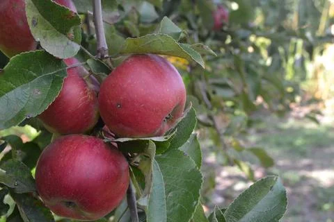 Apple. Grade Jonathan. Apples average maturity.  Growing fruits. Farm. Fruits Stock Photos