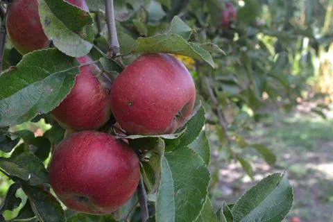 Apple. Grade Jonathan. Apples average maturity.  Growing fruits. Farm. Fruits Stock Photos