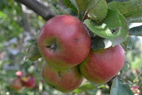 Apple. Grade Jonathan. Apples average maturity.  Growing fruits. Garden. Farm Stock Photos