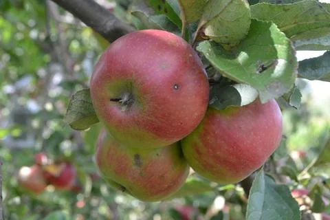 Apple. Grade Jonathan. Apples average maturity.  Growing fruits. Garden. Farm Stock Photos