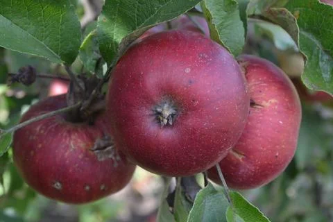 Apple. Grade Jonathan. Apples average maturity.  Growing fruits. Garden. Frui Stock Photos