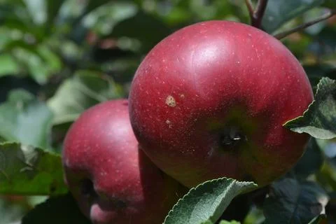 Apple. Grade Jonathan. Apples average maturity. Agriculture. Growing fruits.  Stock Photos