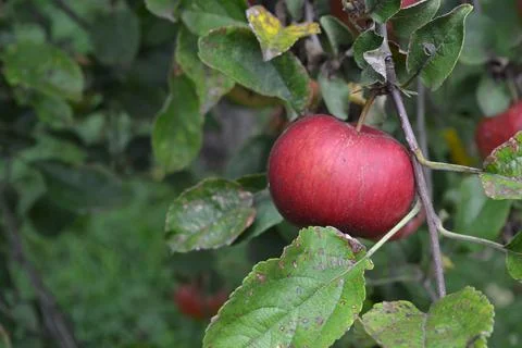 Apple. Grade Jonathan. Apples average maturity. Fruits apple on the branch. A Stock Photos