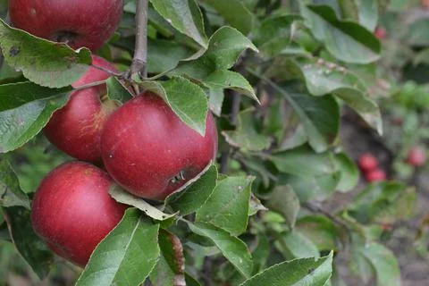 Apple. Grade Jonathan. Apples average maturity. Fruits apple on the branch. A Stock Photos