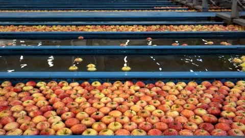 Apple Grading and Sorting in Packing House Prior to Cold Storage Stock Footage 262311358