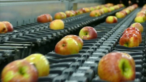 Apple Grading Machine Stock Footage 74095838