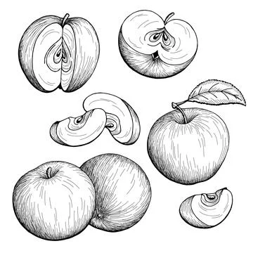 Apple graphic black white isolated sketch illustration vector Stock Illustration