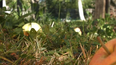 Apple on the grass. Apples closeup. Video stock 70118739