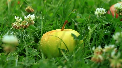 Apple on grass Vídeo Stock 11631483