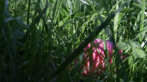Apple in the grass Stock Footage 65919127