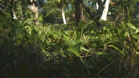 Apple on the grass. Видео 70117998