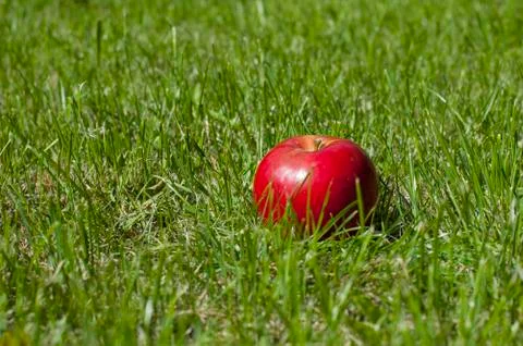 Apple in the grass Stock Photos