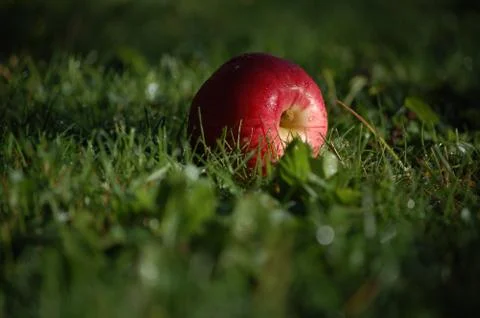 Apple on the grass 写真素材