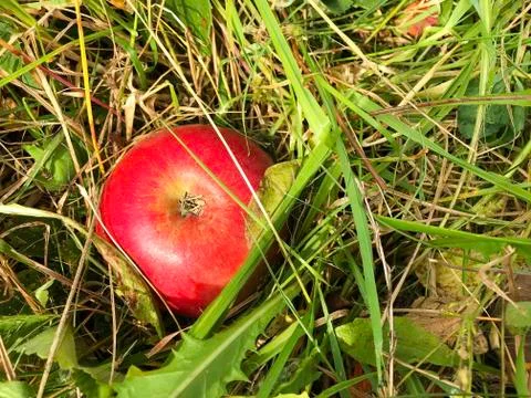 An apple in the grass. Stock Photos