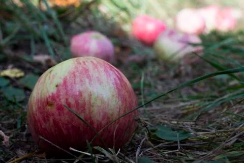 Apple in the grass Stock Photos