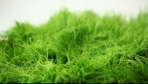 Apple on the grass in the rain 스톡 동영상 10600103